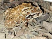 광교산 두꺼비 로드킬 예방 활동 목록사진